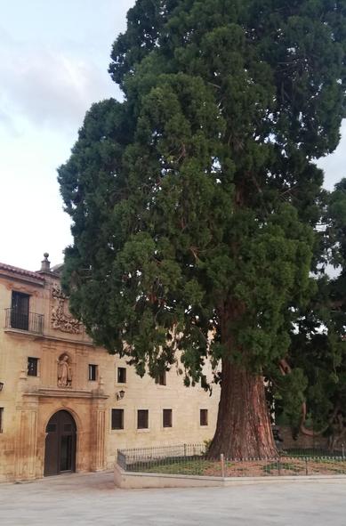 Vor dem 3 stöckigen alten Klostergebäude steht ein riesiger Baum, der das Gebäude weit überragt.