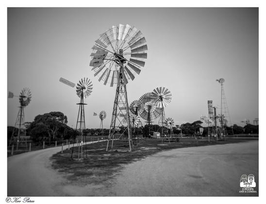 Black and white photograph showing a large collection of historic windmills on display at the Penong Windmill Museum.
A dirt road curves through the foreground, leading toward the many tall, metal bladed windmills.