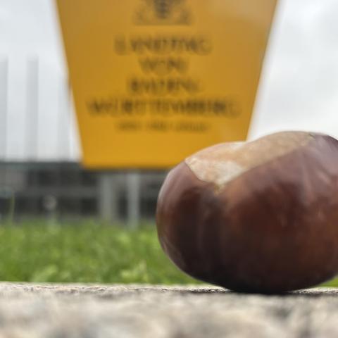 Eine Kastanie in Nahaufnahme, dahinter der Landtag BW samt großem gelben Schild mit Beschriftung "Landtag".
