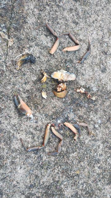 The remains of a crab