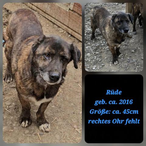 Großes Foto links 
In der Mitte des Fotos steht Arthus. Er hat dunkelbraunes, etwas gestromtes Fell und einen weißen Strich auf der Brust. Die Vorderpfoten sind an der Spitze weiß und um seine Schnauze wird Arthus schon grau. Ihm fehlt das rechte Ohr. 
Arthus schaut fast in die Kamera, er hat einen traurigen, fast flehenden Blick.
Der Boden ist aus fester Erde mit etwas Stroh. 
Links sieht man etwas von einem hellbraunen Hund. Rechts hinter Arthus steht eine Holzhütte. 
Foto rechts oben 
Arthus in fast genau der gleichen Pose wie im großen Foto. Der Boden ist mit weißen Kiessteinchen bedeckt und rechts hinter Arthus steht ein weiterer braun gestromter Hund. 
Foto rechts unten 
Merkmale von Arthus blaue Schrift auf schwarzem Hintergrund.