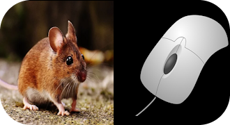 La souris ou la souris ? (Il topolino o il mouse?)