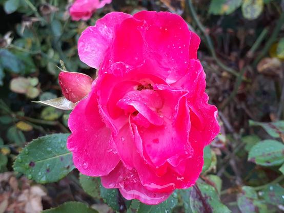 #Blumen #flowers #flower #fleurs #flor 
#flors #blumenfoto #nature #plants