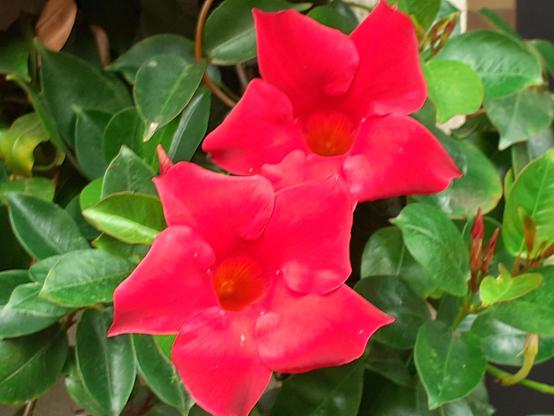 #Blumen #flowers #flower #fleurs #flor 
#flors #blumenfoto #nature #plants