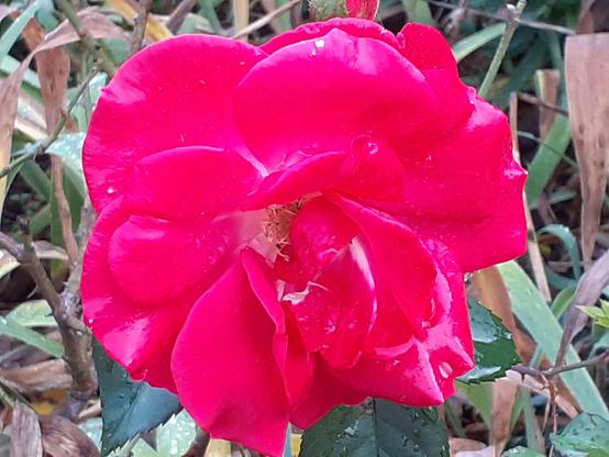 #Blumen #flowers #flower #fleurs #flor 
#flors #blumenfoto #nature #plants