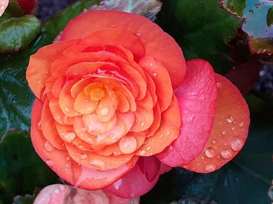 #Blumen #flowers #flower #fleurs #flor 
#flors #blumenfoto #nature #plants