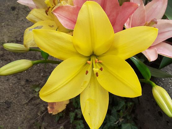 #Blumen #flowers #flower #fleurs #flor 
#flors #blumenfoto #nature #plants