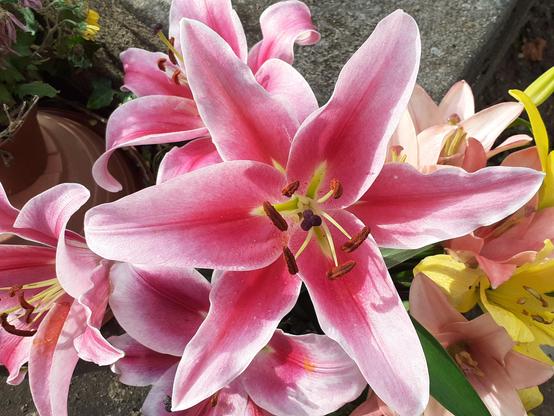 #Blumen #flowers #flower #fleurs #flor 
#flors #blumenfoto #nature #plants