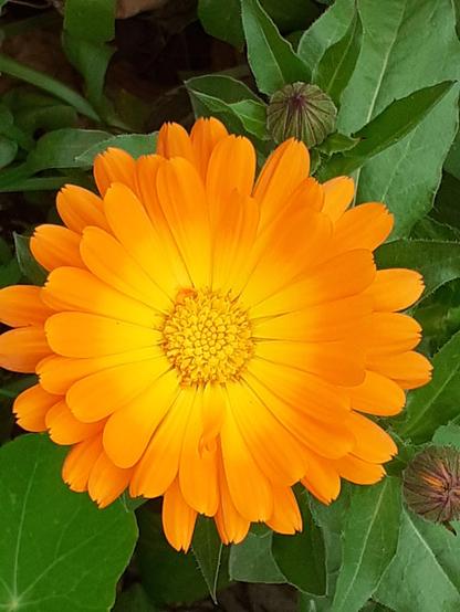 #Blumen #flowers #flower #fleurs #flor 
#flors #blumenfoto #nature #plants