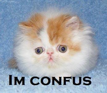 A photo of an orange and white kitten with text that reads "IM CONFUS".