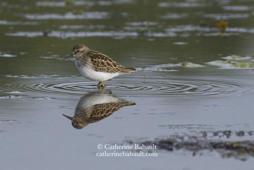 A shorebird stands in a pool of water and looks down probably searching for food. Its body reflects in the water as is the blue sky. The bird has a long beak, its back and head have an intricate pattern in various shades of brown. Its belly is white.