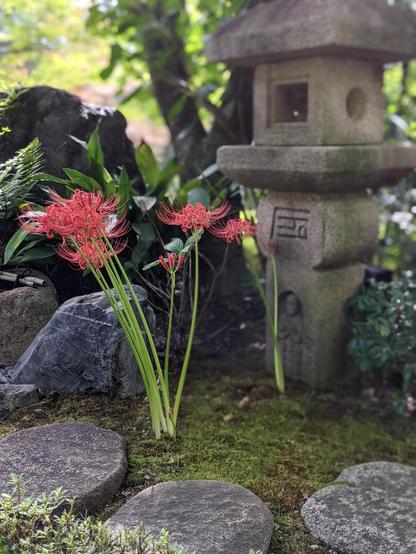 Higanbana bloom before a 'Kirishitan' lantern at Taizo-in.