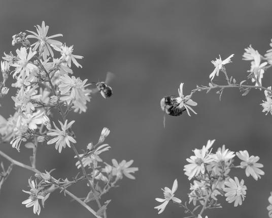 Two bees are in the middle of the frame surrounded by flowers with delicate petals on all sides.