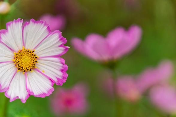 On the left edge most of a flower with 8 white petals lined on their side and outer edge in purple surrounding a yellow disc with black spots is visible in sharp focus.  To the right of it is an all purple flower of a similar type seen from the side blurred out,  quite a few other purple flowers are further away with a indistinct green background