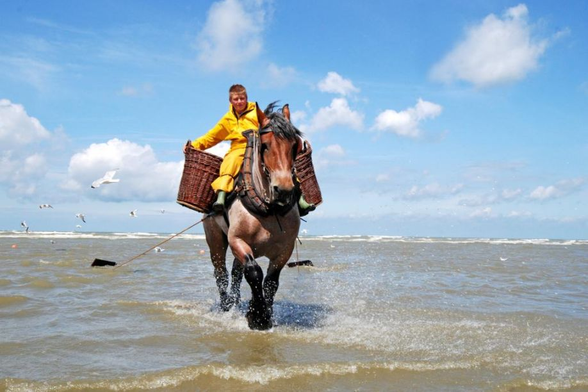 Ostdunkerque possède l'une des plus grandes plages de la côte belge. C'est marée basse et la charrette du pêcheur à cheval Stefaan est à fleur d'eau. Stefaan pêche dans le chenal derrière le banc de sable. Et voilà qu'il arrive, suivi d'une volée de mouettes excitées. Son cheval remonte le filet rempli sur la plage.