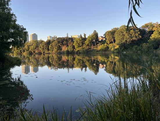 The pond on a quiet morning