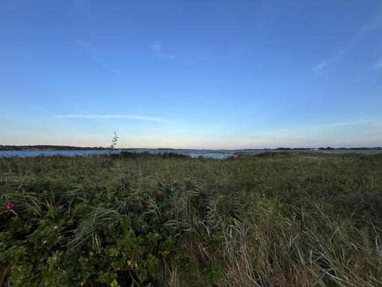 Im Vordergrund Strandhafer, Schilf und Hagebutten, ein weiter grüner Teppich, im Hintergrund Kegnæs und die Ostsee unter einem fast wolkenlosen blauen Himmel.