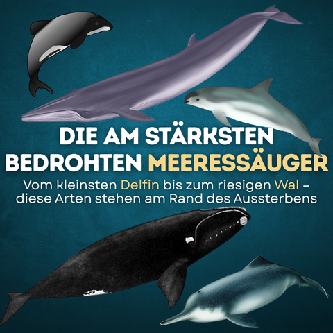 Einige der am stärksten bedrohten Meeressäuger der Welt: Vom kleinen Küstendelfin bis zum riesigen Wal – viele Arten stehen heute am Rand des Aussterbens. 
