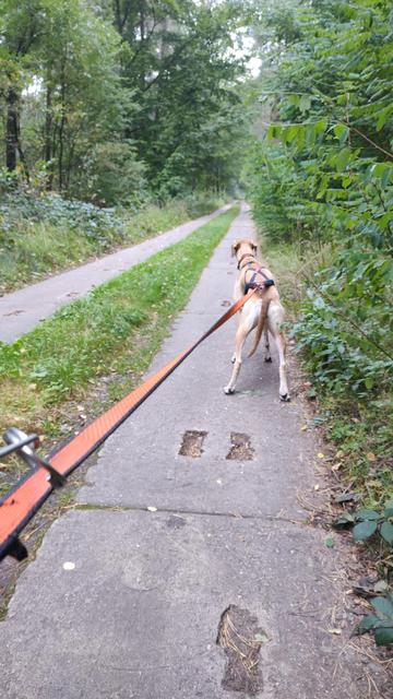 Ein blonder Hund im Zuggeschirr steht mit gespannter Leine auf einem Weg  aus Beton-Platten, der durch einen Wald führt. Die straff gespannte Zugleine ragt  aus dem Bild heraus.