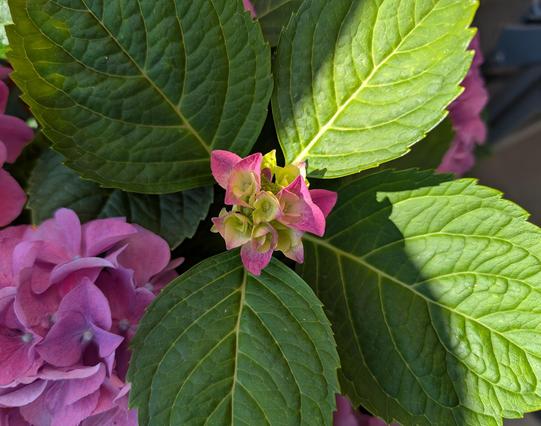 Die kleine Blüte einer Recht opulenten Hortensie, die aktuell (noch) pink bis violett ist und mal blau werden soll.
Die dicken, satt grünen Blätter zeigen um die Blüte herum in alle Richtungen wie ein großes Kleeblatt. Die Sonne strahlt zwei von ihnen an, was die Stimmung ein bisschen spätsommerlich - frühherbstlich leuchten lässt.