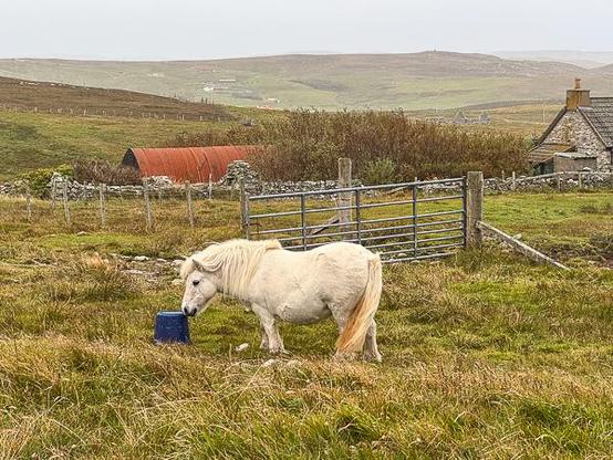 Shetland pony and tipped bucket