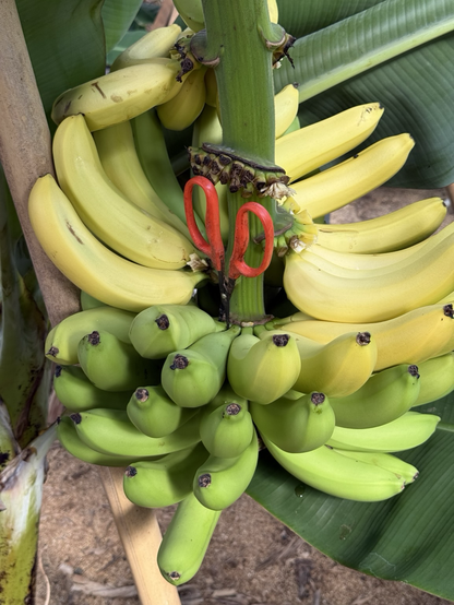 Scissors in place to cut a banana off of a partially harvested bunch