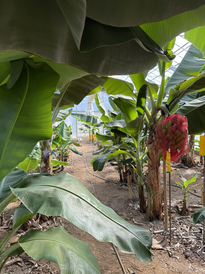 Inside the green house full of banana trees (actually a kind of grass, not biologically a tree)