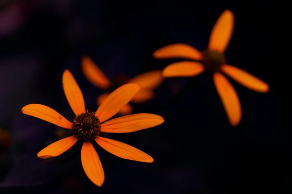 Three orange flowers,  one close and in focus with 6 petals, above to the right and further away with five and another obscured and further away where i'm not sure