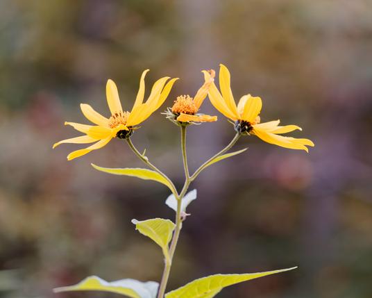 A single stem with a whorl of leave splits three ways to make three flowers,  the on in the rear has lost it's petals but flowers can be seen in profil on the left and right
