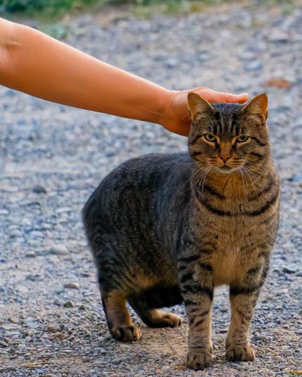 A cat is looking at me with a wary expression partioally hunched down on its hing legs while an arm from the left reaches to touch the back of it's head on a gravel background