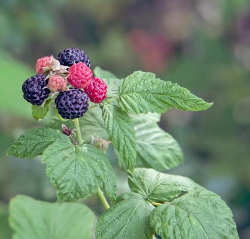 Red and blue wild berries some ripe together with close foliage and more of the same out of focus in the distance