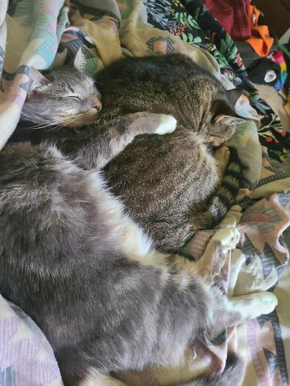 Two cats, one gray and white and one tabby, are curled up sleeping closely together on a patterned blanket.