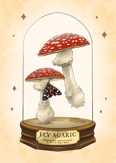 A glass dome terrarium with two mushrooms and a moth inside. the mushrooms have red tops with speckled of white and the moth is black and red with white and yellow spots.