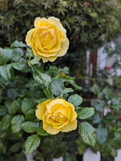 Two bright yellow roses against green leaves.