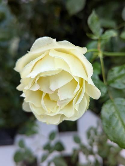 One large buttery yellow rose blossom