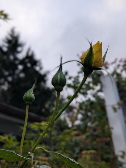 A bright yellow bud forming against a white sky, and two tight green buds that will blossom soon too