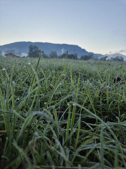 A breathtaking morning scene of a lush, dew-covered meadow glistening under the soft light of dawn. The grass blades sparkle with delicate frost or dew, creating a magical and refreshing atmosphere. In the background, misty hills rise gently, adding depth and tranquility to the landscape, evoking a sense of peace and connection with nature.