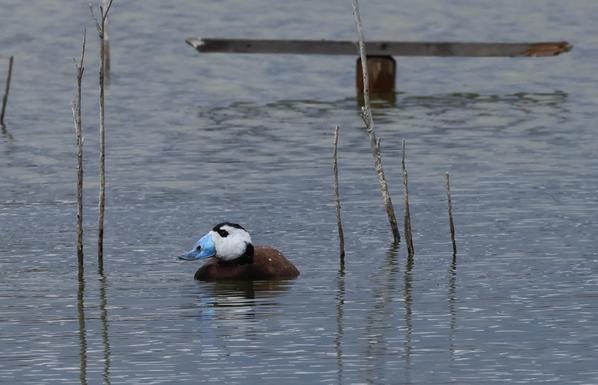 Im Wasser schwimmt eine Ente mit weissem Kopf und braunem Körper. Sie hat einen auffallend blauen Schnabel und eine schwarze Kappe auf dem Kopf.