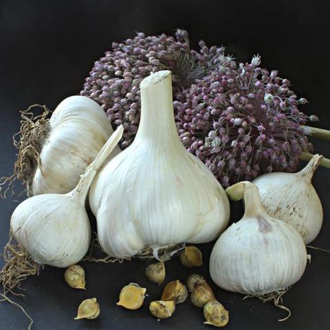 Hier zu sehen ist der Elefantenknoblauch mit sehr großen Knollen und im Hintergrund liegen die lila Blüten.