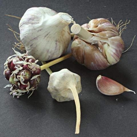 Hier ist die Knoblauchsorte Trollinger zu sehen. Dargestellt ist die Knolle, die Zehen und auch die Brutzwiebeln.