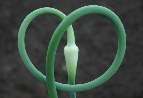 Hier zu sehen ist die geschlossene Blüte eines Knoblauchs. Der Stiel ist verschlungen und sieht wie ein Herz aus.
