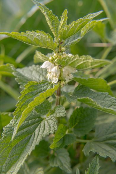 Lamier blanc
Lamium album L. Lamiaceae 