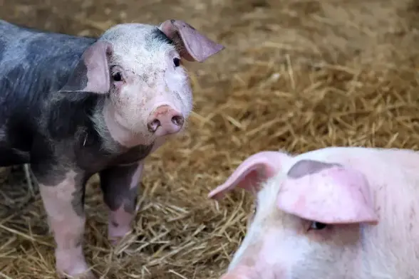 700 porcs morts ont été découvert dans une ferme du Sud Manche début septembre. L'évacuation des cadavres n'a pu débuté que près de trois semaines plus tard.
