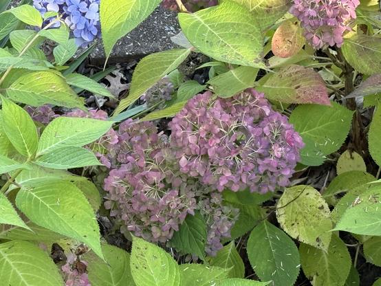 Faded hydrangea flowers, still beautiful. 