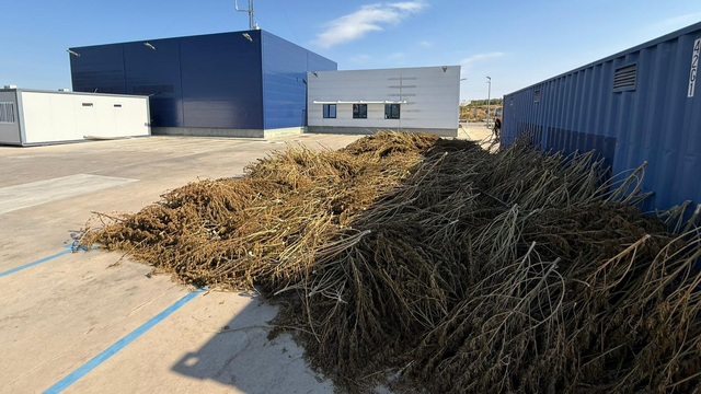 Marihuana acumulada a l'exterior de les instal·lacions de la comissaria (3CatInfo)