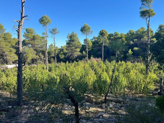 La plantació desmantellada a Fulleda (Mossos d'Esquadra)