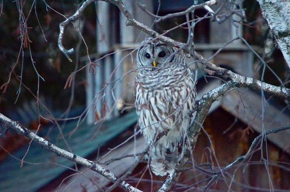 Barred owl