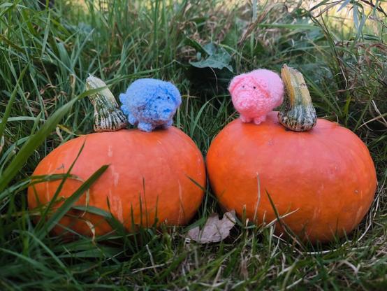 Zwei Kürbisse im Gras. Auf dem linken sitzt ein blaues haekelschwein, auf dem rechten ein rosa haekelschwein.