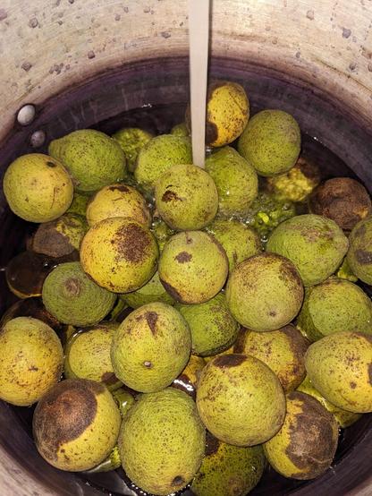 A large pot filled to the top with walnuts while water is being added from a kitchen faucet.
