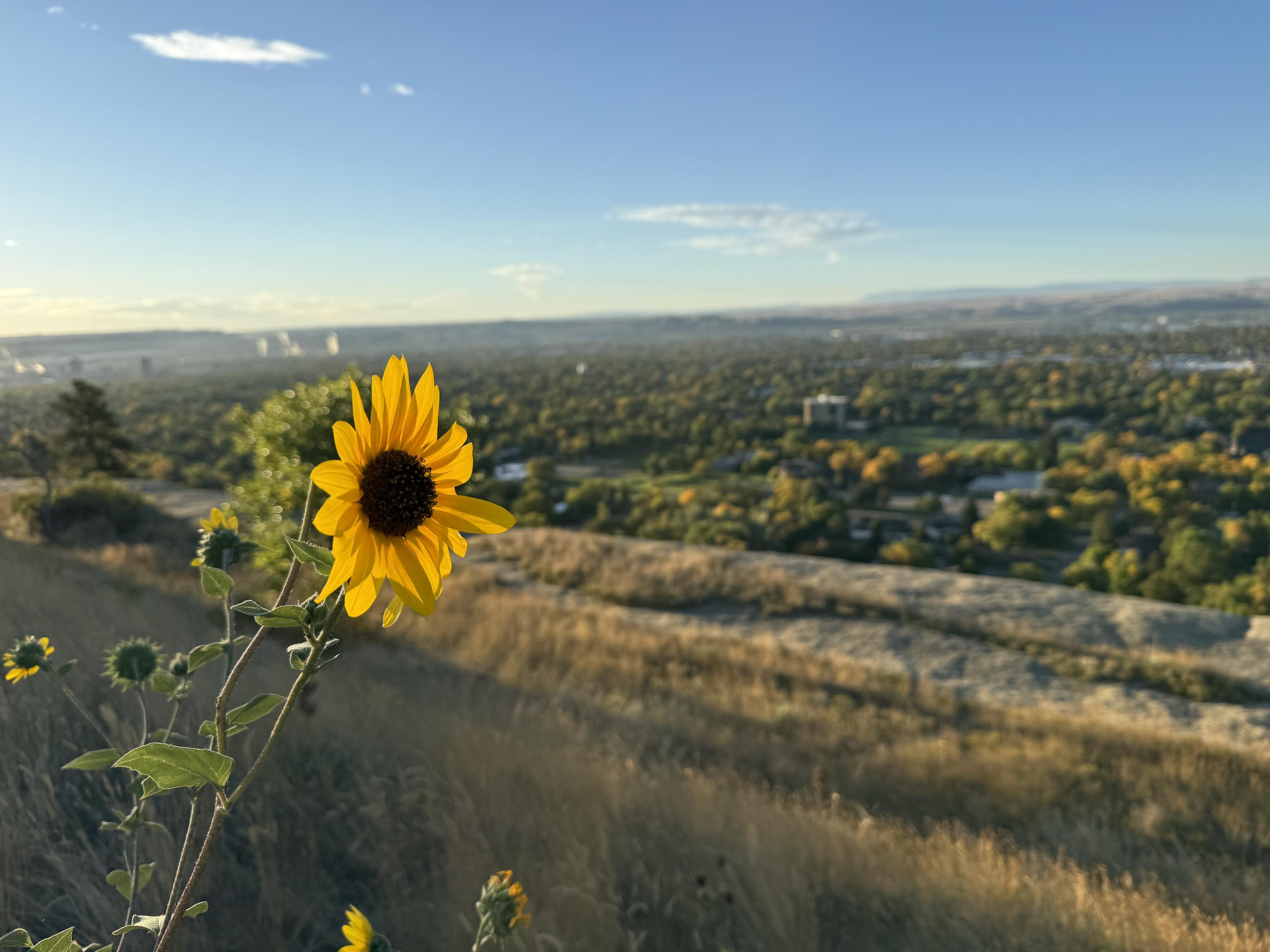 sunlight backlights a sunflower growing above a broad plain of green and yellow trees under a blue sky